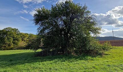 Der als „Methusalem unter den Rhöner Apfelbäumen“ bekannte Baum steht unter Schutz. Über seinen Zustand gehen die Meinungen in Frauenroth auseinander. Der als „Methusalem unter den Rhöner Apfelbäumen“ bekannte Baum steht unter Schutz. Über seinen Zustand gehen die Meinungen in Frauenroth auseinander.