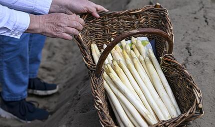 Die Spargelernte in Bayern hat begonnen. Die Spargelernte in Bayern hat begonnen.