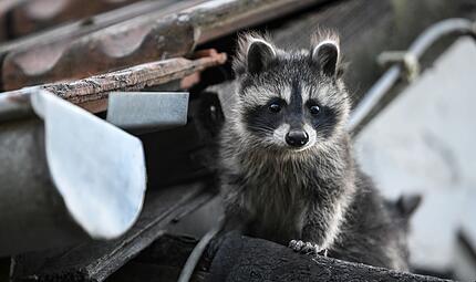 Waschbär Waschbär
