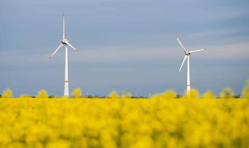 Rapsblüte in Niedersachsen Rapsblüte in Niedersachsen