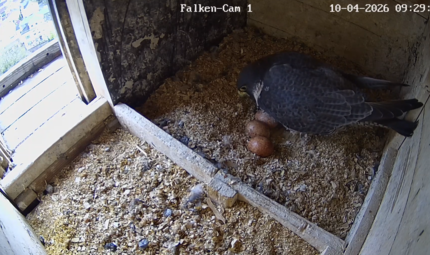 Wanderfalken Coburg 2026 Wanderfalken Coburg 2026