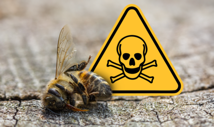 Bienensterben in Coburg: Insektizide als Gefahr im Frühjahr Zahlreiche Bienen einer Imkerei sind gestorben. Die Vermutung: Das Insektizid war schuld. Den Imkern geht es nicht um Schuldzuweisungen, sondern um bessere Kommunikation. Was Expertin und der Sprecher des Bauernverbands dazu sagen.