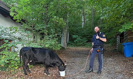Forchheim: Polizei sucht entlaufene Kuh und ihr Kalb Forchheim: Polizei sucht entlaufene Kuh und ihr Kalb