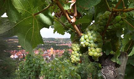 Frankenwein Frankenwein