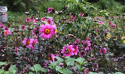 Blühoffensive Stadt BambergBambergs schönste Blüten Blühoffensive Stadt BambergBambergs schönste Blüten