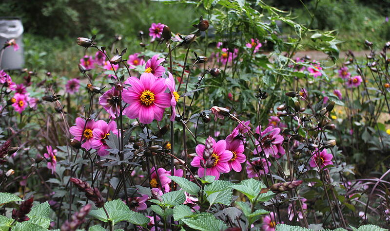 Blühoffensive Stadt BambergBambergs schönste Blüten Blühoffensive Stadt BambergBambergs schönste Blüten