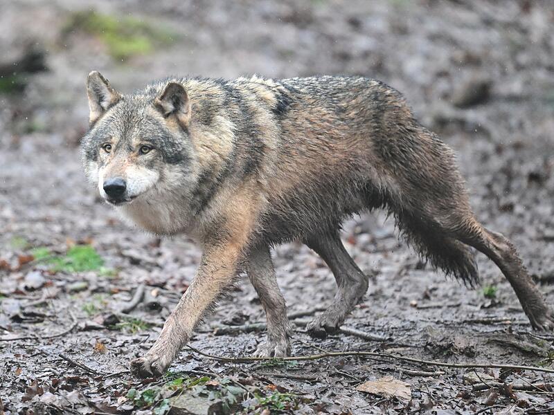 Wolf Seit August werden im Tennenloher Forst Ziegen gerissen. Nun haben Analysen ergeben, dass ein Wolf dafür verantwortlich ist. Entsteht bei Erlangen ein Wolfsterritorium? (Symbolbild)