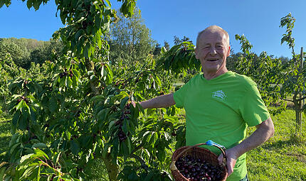 KirschenernteForchheim & Fränkische Schweiz Herbert Erlwein bei der Kirschernte in Ermreus