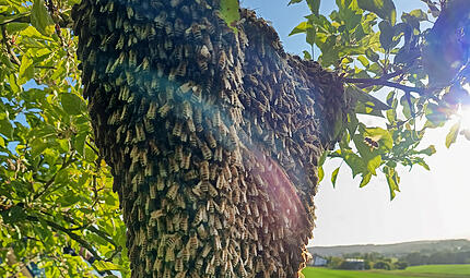 Solche Naturspektakel wie hier in Neukirchen am Brand sind derzeit überall zu beobachten. Aktuell ist Schwarmzeit: Die alten Bienenkönigin und ihr Volk suchen ein neues Zuhause.Forchheim & Fränkische Schweiz Solche Naturspektakel wie hier in Neukirchen am Brand sind derzeit überall zu beobachten. Aktuell ist Schwarmzeit: Die alten Bienenkönigin und ihr Volk suchen ein neues Zuhause.