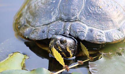 Schildkröte im Bamberger Hainpark Sympathieträger im Hainpark: Eine Schildkröte genießt den sonnigen September in Bamberg.
