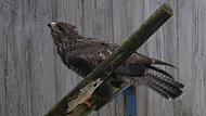 Mäusebussard in der Greifvogelstation Mäusebussard in der Greifvogelstation