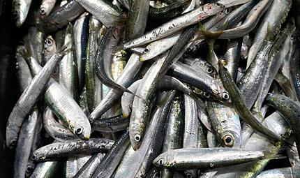 Sardinen Sardinen