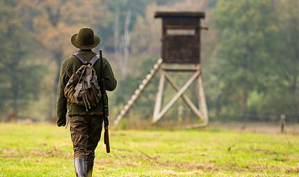 Wölfe stehen jetzt im Jagdgesetz: Was das für den Wolfsbestand im Raum Coburg bedeutet Wölfe stehen jetzt im Jagdgesetz
