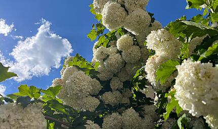 Ein Schneeball sollte derzeit nur noch als Busch mit weißen Dolden zu sehen sein.Forchheim & Fränkische Schweiz Ein Schneeball sollte derzeit nur noch als Busch mit weißen Dolden zu sehen sein.