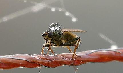 Zirkus Schafskoppel: Sie sehen nun den Auftritt der Fliege, die mit einen Wassertropfen auf ihrem Rücken über das Seil des Zauns balanciert. Zirkus Schafskoppel: Sie sehen nun den Auftritt der Fliege, die mit einen Wassertropfen auf ihrem Rücken über das Seil des Zauns balanciert.