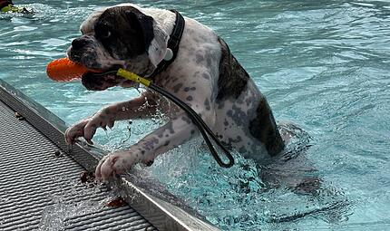 Hundebadetag Terrassenschwimmbad Bad Kissingen