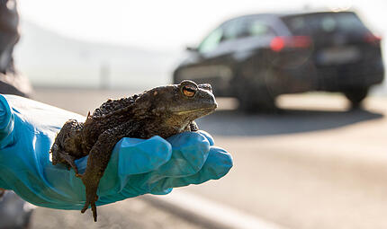 Jedes Jahr im Frühling wandern die Kröten zum Wasser um zu laichen. Landstraßen werden dabei schnell zur tödlichen Falle. Tierschützer von BUND und LBV sind deshalb täglich unterwegs, um die Tiere sicher über die Straße zu bringen. Jedes Jahr im Frühling wandern die Kröten zum Wasser um zu laichen. Landstraßen werden dabei schnell zur tödlichen Falle. Tierschützer von BUND und LBV sind deshalb täglich unterwegs, um die Tiere sicher über die Straße zu bringen.