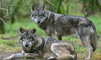 Wölfe - anfangs freuten sich viele Menschen in Deutschland über die Rückkehr der Tiere - inzwischen sind sie zu einem Politikum geworden. (Symbolbild) Zwei Wölfe