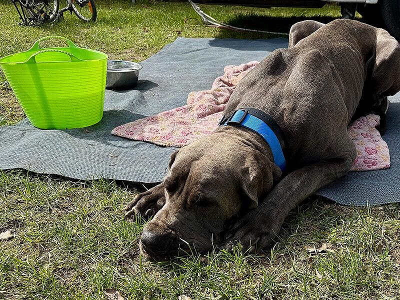 Warum hat diese Dogge eine Fünfjährige am Dechsendorfer Weiher am Kopf gebissen? Warum hat diese Dogge eine Fünfjährige am Dechsendorfer Weiher am Kopf gebissen?