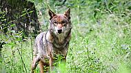 Ein Wolf in freier Natur.Christian Charisius, dpa Erlangen-Höchstadt zählt nun seinen ersten standorttreuen Wolf, wie das Bayerische Landesamt für Umwelt nun bestätigt hat. (Symbolbild)
