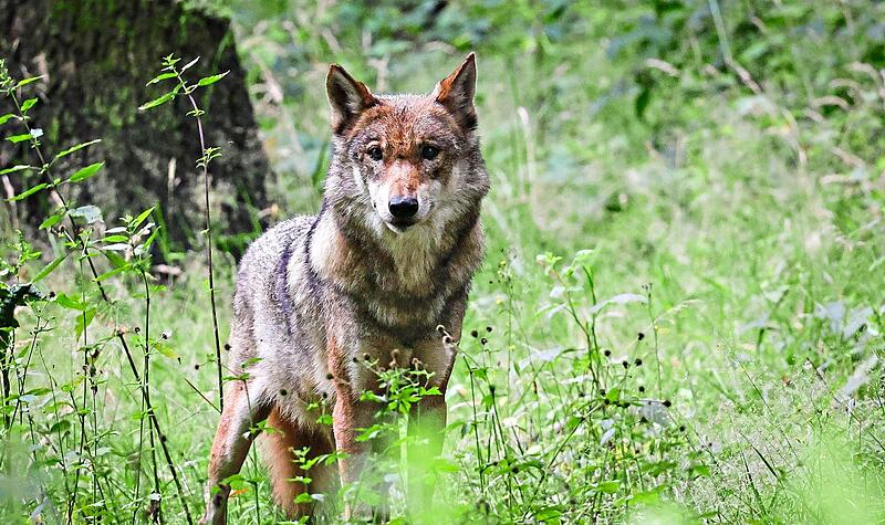 Ein Wolf in freier Natur.Christian Charisius, dpa Erlangen-Höchstadt zählt nun seinen ersten standorttreuen Wolf, wie das Bayerische Landesamt für Umwelt nun bestätigt hat. (Symbolbild)