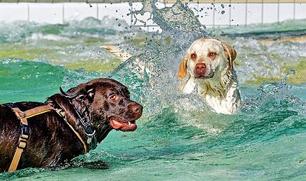 Hundebadetag 2026 Hundebadetag 2026