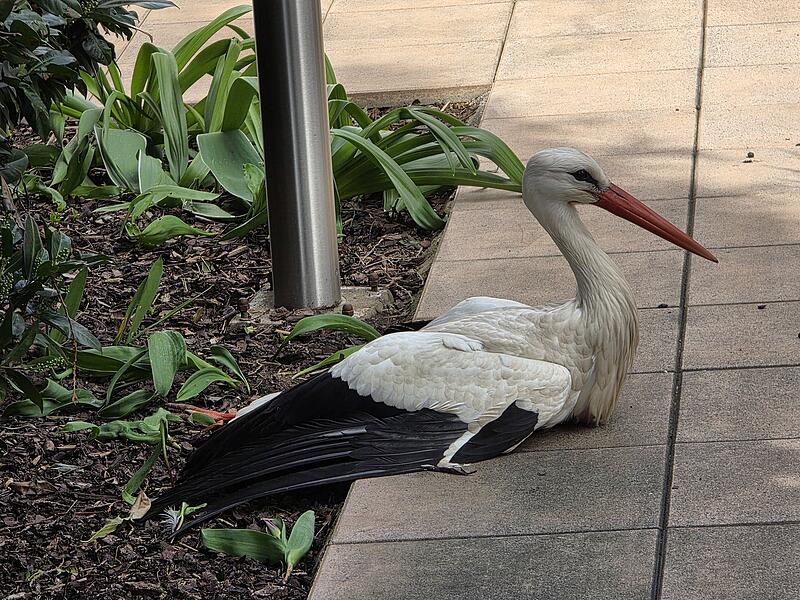 Verletzter Storch Herzogenaurach Verletzter Storch Herzogenaurach
