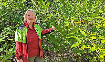 Die Esskastanien zählen zu den Superhelden für den Kulmbacher Zukunftswald. Sie haben sich im Arboretum schon zu stattlichen jungen Bäumen entwickelt, sehr zur Freude von Stadtförsterin Carmen Hombach.Dagmar Besand Die Esskastanien zählen zu den Superhelden für den Kulmbacher Zukunftswald. Sie haben sich im Arboretum schon zu stattlichen jungen Bäumen entwickelt, sehr zur Freude von Stadtförsterin Carmen Hombach.Dagmar Besand