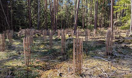Aufwendiger Schutz für jeden Baum: Der Waldumbau ist mit viel Arbeit verbunden.Dagmar Besand Aufwendiger Schutz für jeden Baum: Der Waldumbau ist mit viel Arbeit verbunden.Dagmar Besand